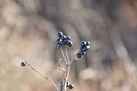 Black Berriesの写真素材