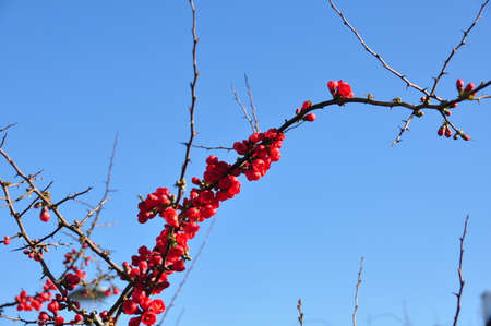 Red Blossomsの写真素材