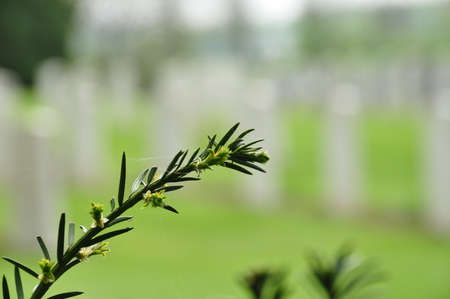 Cemetry blurredの写真素材