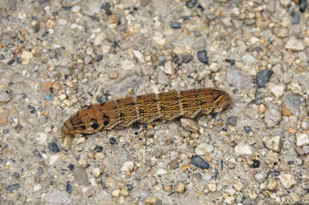 Caterpilar on Sand