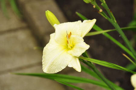 Yellow flowerの写真素材