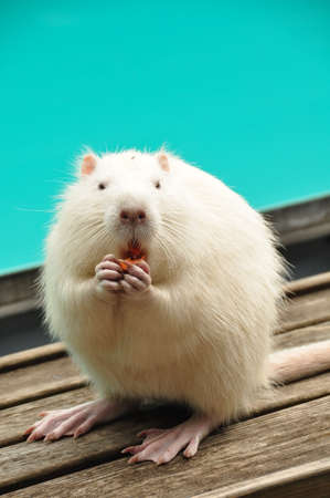 Animal Eating 1の写真素材