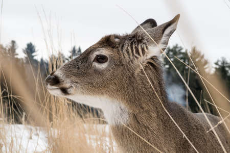 Young white tailed deer virginia cerf / chevreuil in long grassの写真素材
