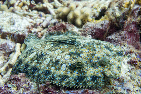 Excellent camouflage fishの写真素材