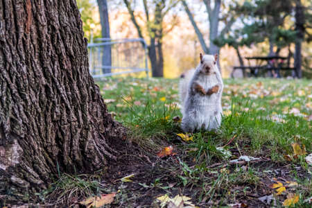 This white squirrel looked straight at the camera in the Montreal parc of Lafontaine during fallの写真素材