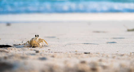 Tiny sand crab going outside its hole while the sun is going down for its noctural life.の写真素材
