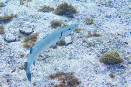 The great barracuda (Sphyraena barracuda) also known as the giant barracuda, is a common species of barracuda found in subtropical oceans around the world. It is a type of ray-finned fish.の写真素材