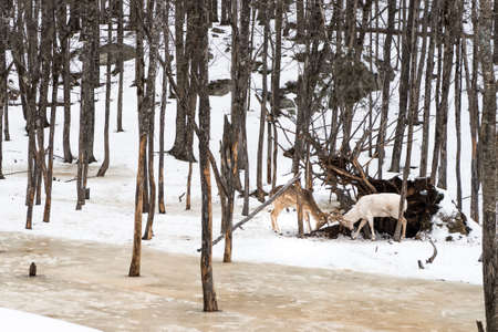 These two white tail deer were fighting in the forest in the snow this winter at omega parc, quebec, canadaの写真素材