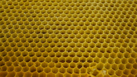 Part of a bee hive with pattern and yellow colour. Natural pattern created by bees for honey...