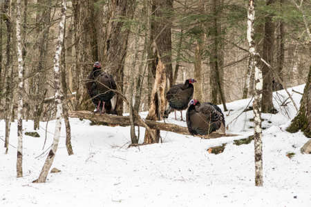 Three turkey on a forest are trying to get away  from the snow sitting on a dead tree.の写真素材