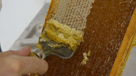 Artisanal technic to open honey alveoli.の写真素材