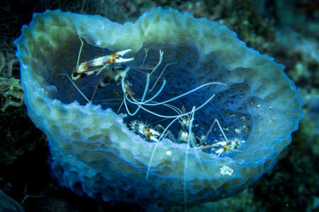 Stenopus hispidus is a shrimp-like decapod crustacean belonging to the infraorder Stenopodidea.の写真素材
