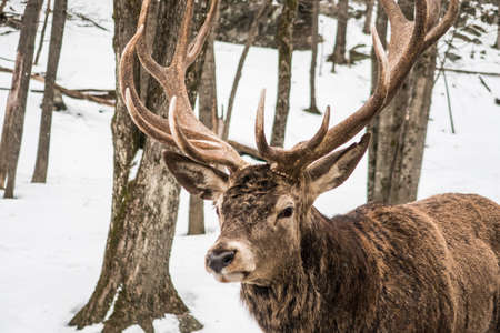 This wapiti was walking in the snow, forest in Quebec, Canadaの写真素材
