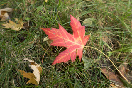 Red mapple leaf in fall in a Montreal parc, quebecの写真素材
