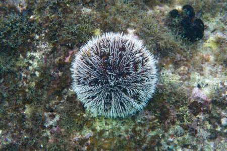 Tripneustes ventricosus, commonly called the West Indian sea egg or white sea urchin, is a species...