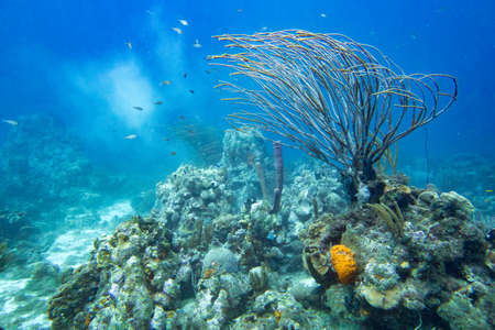 Coral reef landscape with branch coral, sponges, fish and sediment underwater.の写真素材