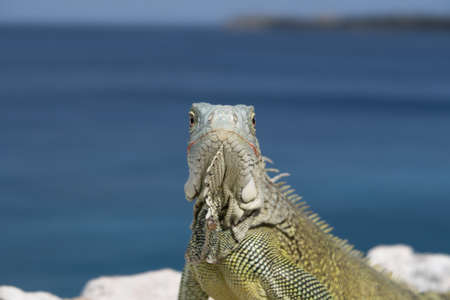 green Iguana chilling on rocks on a cliff in Curacao.の写真素材