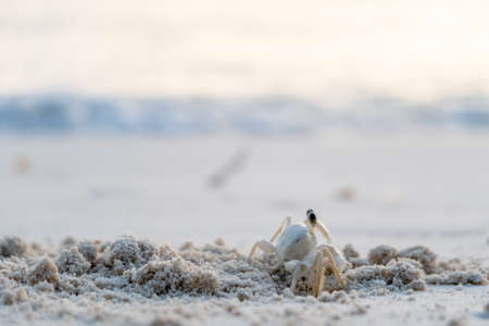 Tiny beach crab in the sand next to its home hole with waves on backgroundの写真素材