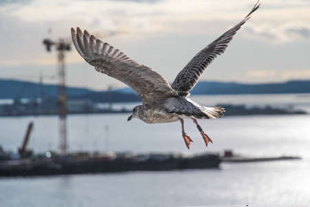 Young seagull flying with shipyard on backgroundの写真素材