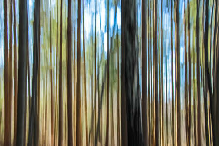 Artistic motion blur birch forest effect, natural colorの写真素材