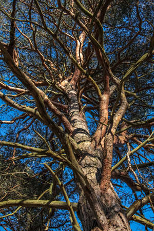 Tortured pine tree branches from below with blue sky backgroundの写真素材