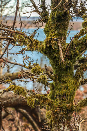Moss growing on an old tree branches with a lake on backgroundの写真素材
