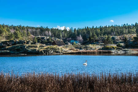 A swan swim in a swedish lake surrounded by pine trees. The blue sky reflects on the lakeの写真素材