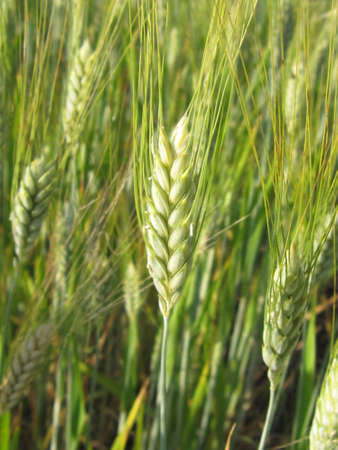 Wheat field close-upの写真素材