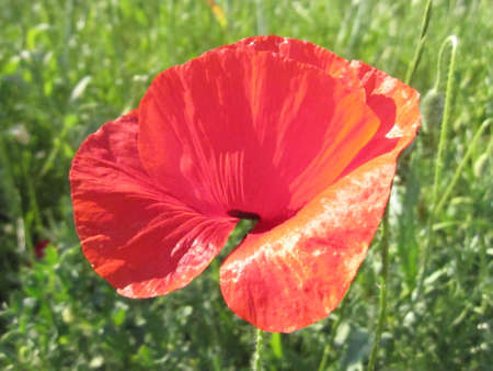 Red poppy close-upの写真素材