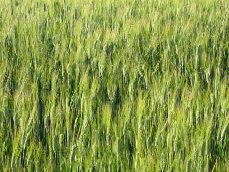 Wheat field close-upの写真素材