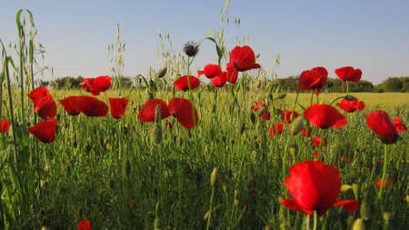 Red poppies in green field の写真素材