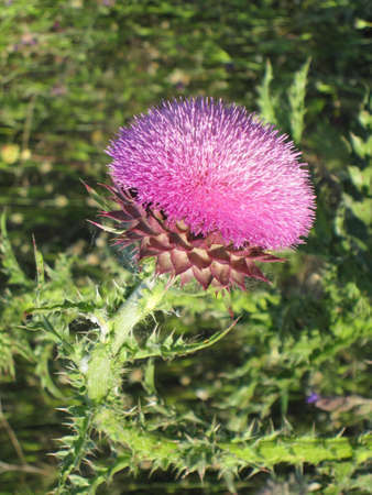 Violet thistle flowerの写真素材