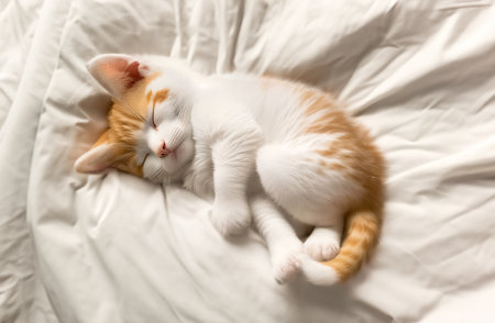 Cute little kitten sleeping on bed at home, top viewの素材