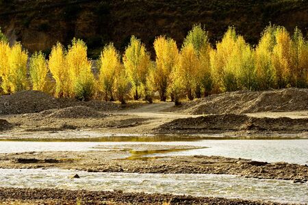 Autumn view of  trees at Daocheng Sichuan Province Chinaの写真素材