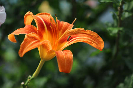 Tiger lilly in bloom with bugの写真素材