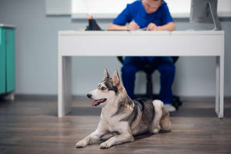 Siberian husky waiting for its owner in a vet clinicの写真素材