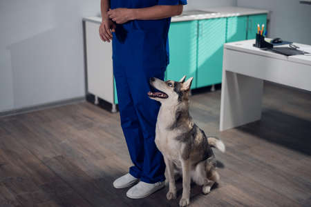 A husky dog being trained in a vet office, executing a sit - commandの写真素材