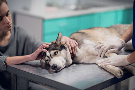 A cute dog with blue eyes on a check up in a veterinary clinic.の写真素材