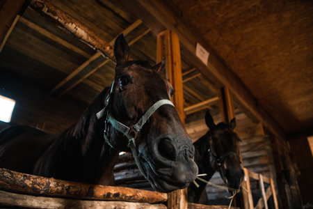 Close-up portrait of two brown horses in a wooden stable, natural light.の写真素材