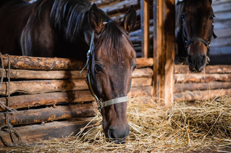 Portrait of two chestnut horses eating hay in a wooden stable.の写真素材