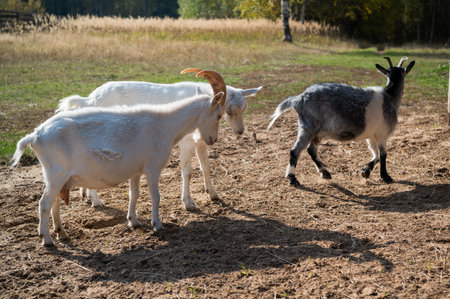 Goats graze next to the stable in autumn outside the city on a sunny day.
