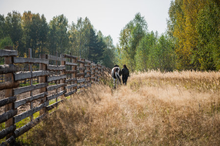 Against the background of a beautiful autumn village landscape, a girl and her stately horse walk.の写真素材