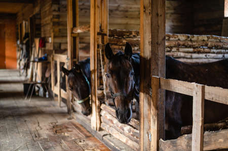 Portrait of two chestnut horses in a wooden stable.の写真素材
