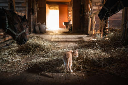 A curious little red kitten has entered the stable on the farm and is looking at the horsesの写真素材