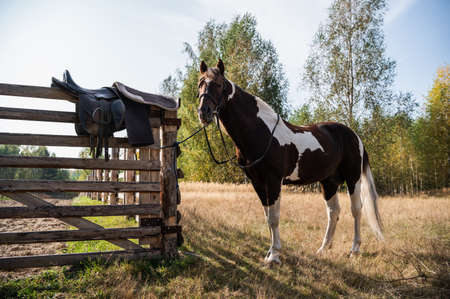 A beautiful horse is tied to a horse corral in a field near a forestの写真素材