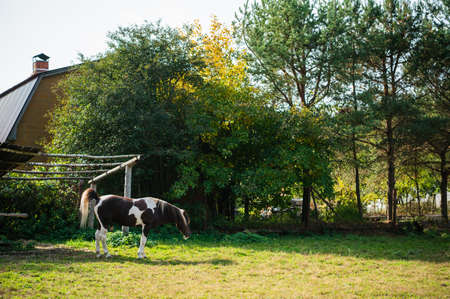 A young stallion grazes at a country house in the backyardの写真素材