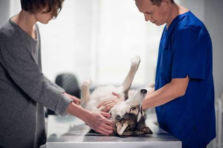 Male veterinarian is checking the health state of a playful husky dog in his office, close-up photoの写真素材