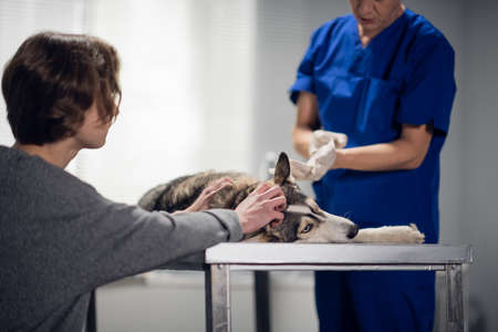 A professional vet doctor puts on rubber gloves to exam a dog, which is lying on the table, the huskys owner is patting it to calm it downの写真素材