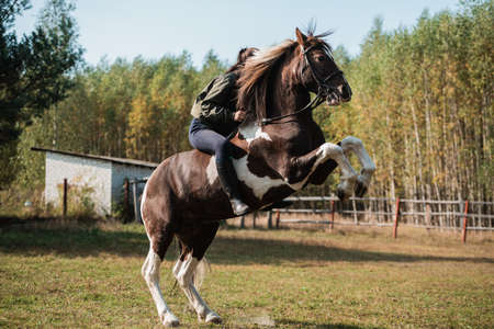 The horse rears up with the jockey, they prepare for the competitionの写真素材