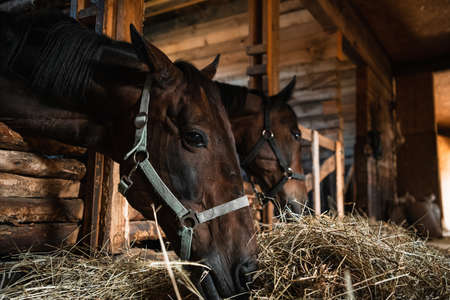 Close-up portrait of two brown horses in a wooden stable, natural lightの写真素材
